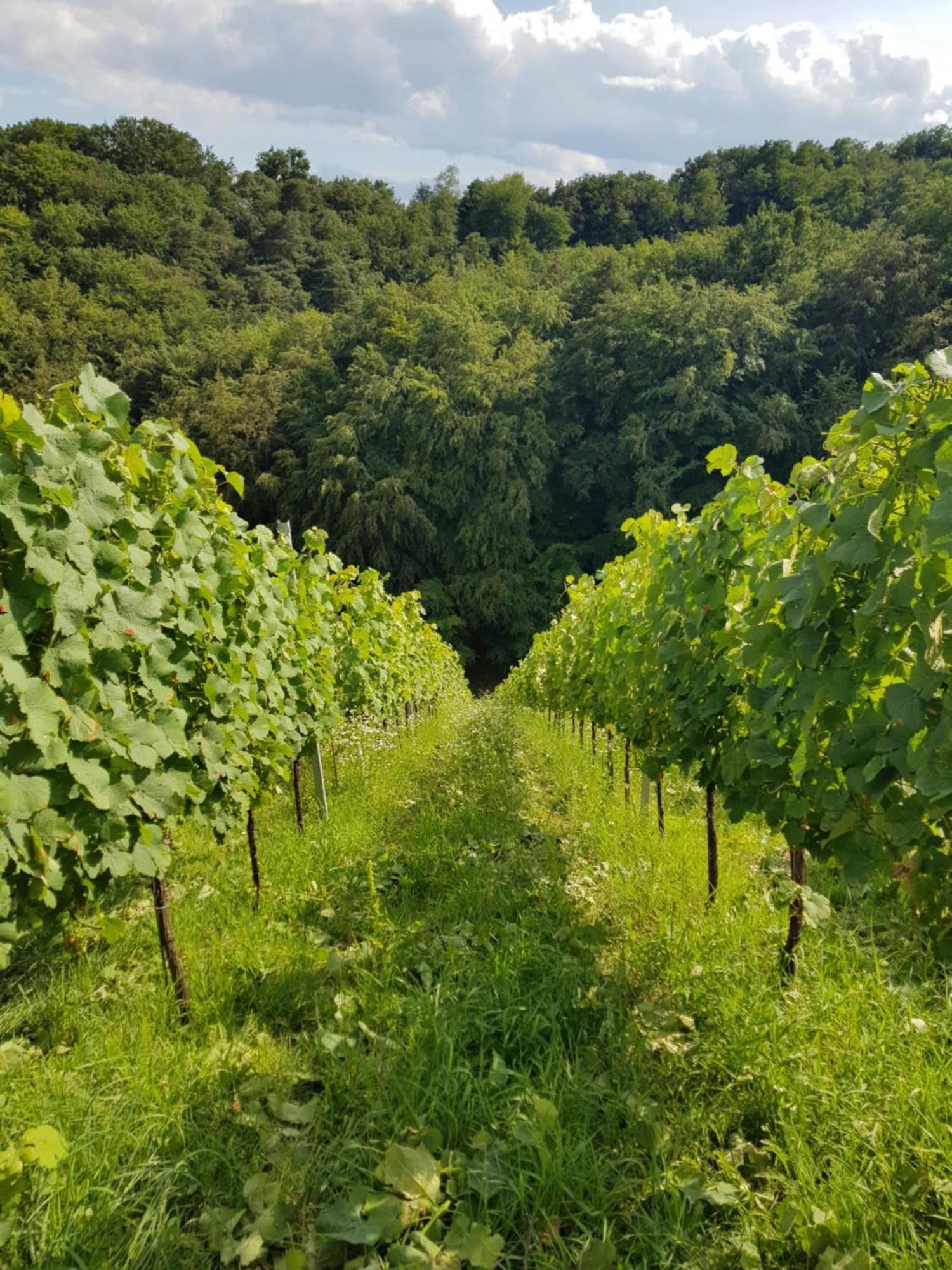 Wine House Kaloh Villa Maribor Buitenkant foto